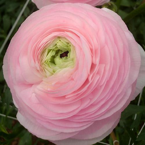 Ranúnculo Amandine Marshmallow - RANUNCULUS ASIATICUS