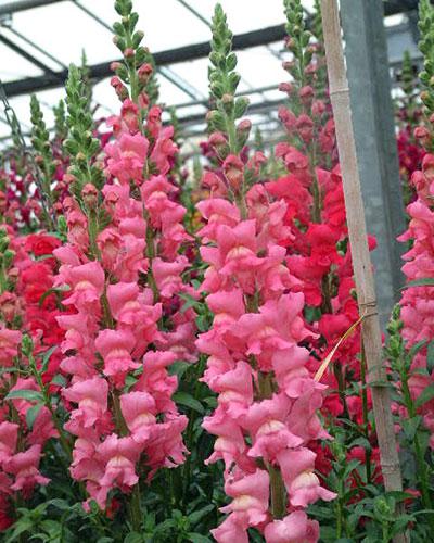 Antirrhinum Rosa Zola - ANTIRRHINUM MAJUS