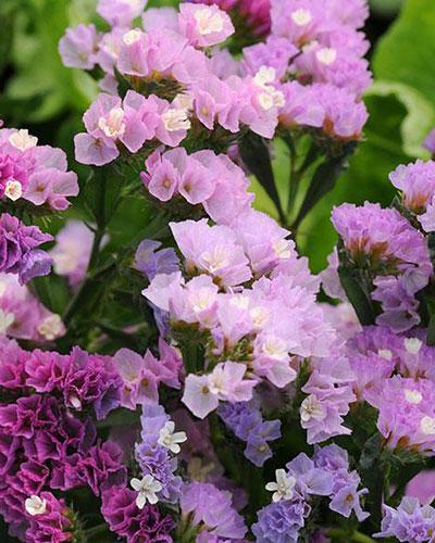 Limonium Qis Pastel - LIMONIUM SINUATUM