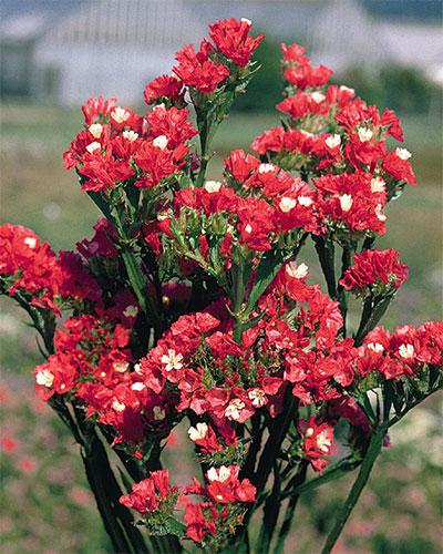 Limonium Rojo - LIMONIUM SINUATUM