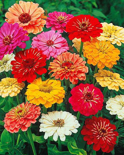 Zinnia Flor de Dahlia Mezcla - ZINNIA ELEGANS