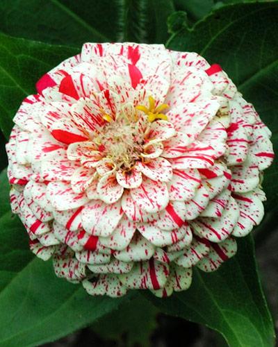 Zinnia Peppermint - ZINNIA ELEGANS