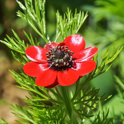 Adonide Goutte de sang - ADONIS ESTIVALIS