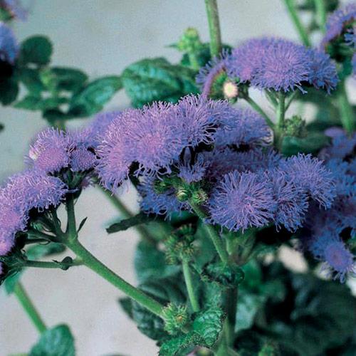 Agerato Blu Horizon F1 - AGERATUM HOUSTONIANUM