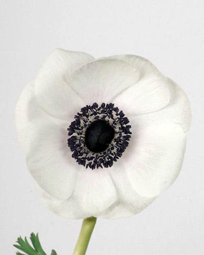 Anemone Carmel bianco cuore nero - ANEMONA CORONARIA