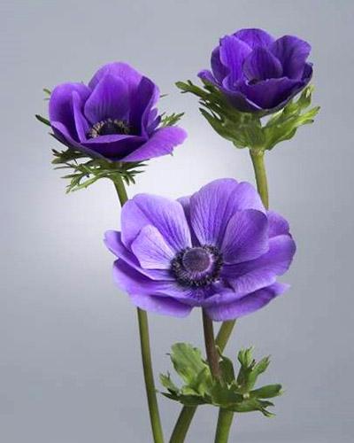 Anemone Jerusalem blu - ANEMONA CORONARIA