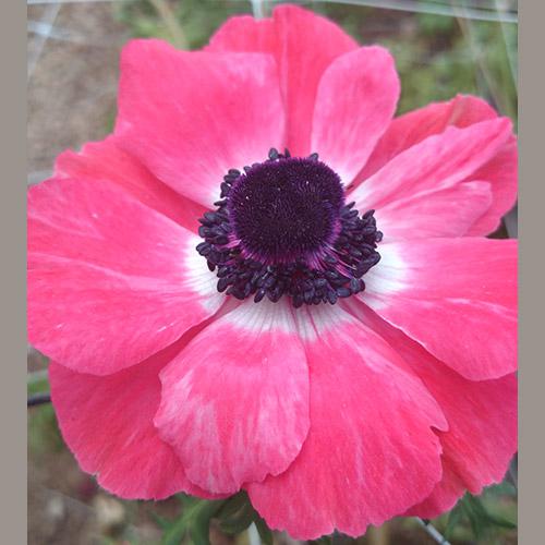 Anemone Marianne Rosa chiaro - ANEMONA CORONARIA