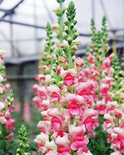 Bocche di Leone bicolore Verlaine - ANTIRRHINUM MAJUS