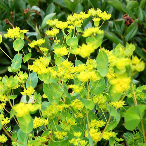 Bupleurum Graffiti - BUPLEURUM ROTUNDIFOLIUM