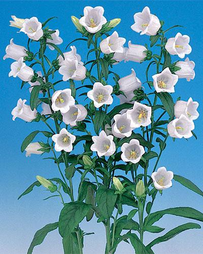 Campanula Champion bianco - CAMPANULA