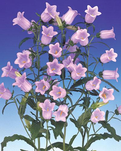 Campanula Champion lavanda - CAMPANULA
