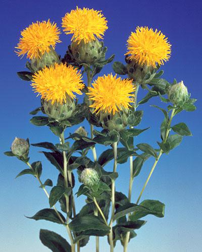 Carthamus giallo - CARTHAMUS TINCTORIUS
