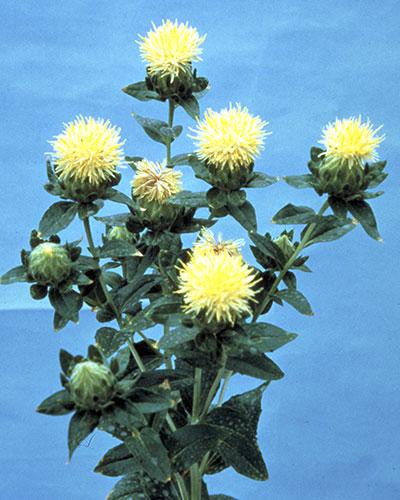 Carthamus bianco - CARTHAMUS TINCTORIUS
