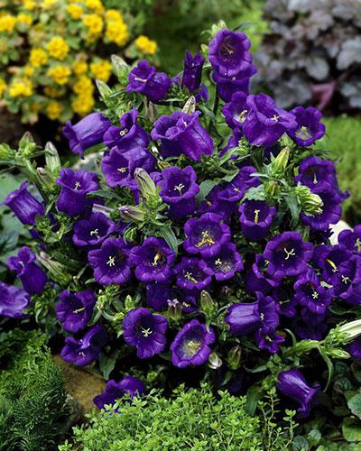 Campanula Champion blu scuro - CAMPANULA