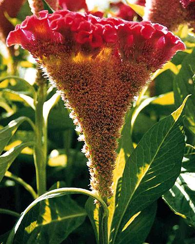 Semillas De Flor Cresta De Gallo (Celosia) Color Burdeos - Paquete De 30+ Semillas, Fáciles De Cultivar - Para Jardín O Maceta