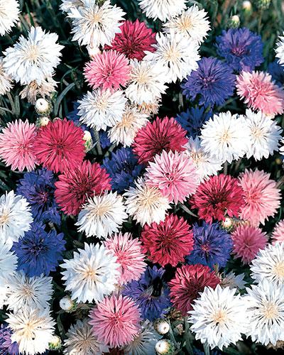 Centaurea cyanus mmiscuglio - FIORDALISO