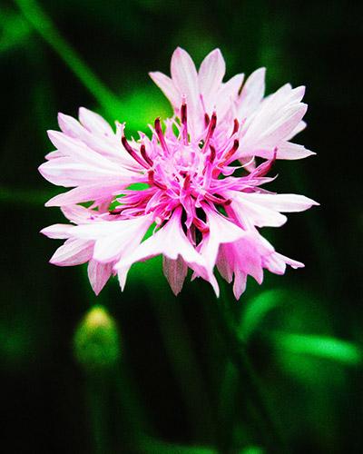Centaurea cyanus rosa - FIORDALISO