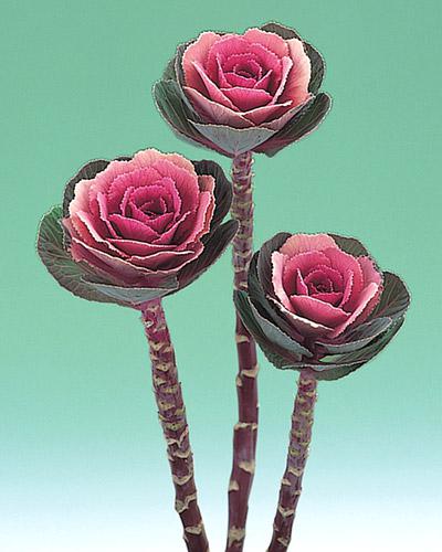 Cavalo Ornamentalo Rosa Chiaro crane - BRASSICA OLERACEA