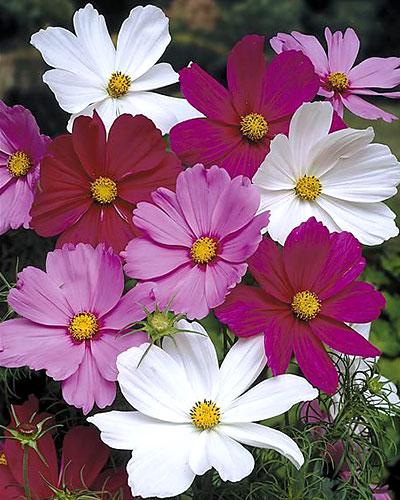 Seme di fiora Cosmos Versaille - COSMOS BIPINNATUS