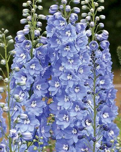 Delphinium Candle F1 lavanda - DELPHINIUM X CULTORUM