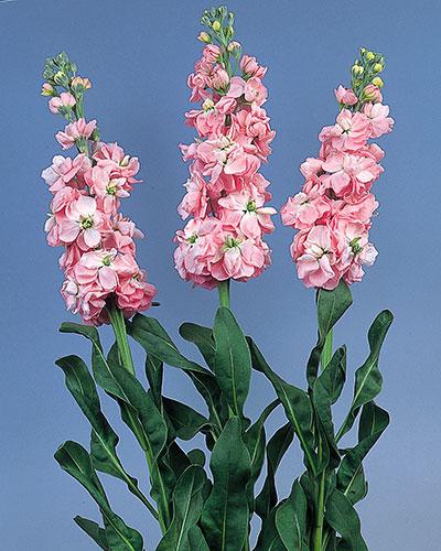 Violacciocca Extra precoce Winter pink rosa chiaro - MATTHIOLA INCANA