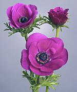 Anemone Galilée Rosa ciclamino - ANEMONA CORONARIA