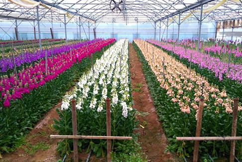 Semi e piante venduti dal grossista in fiori
