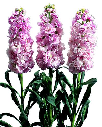 Violacciocca Iron Cherryblossom - MATTHIOLA INCANA