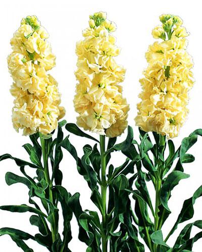 Violacciocca Iron giallo - MATTHIOLA INCANA