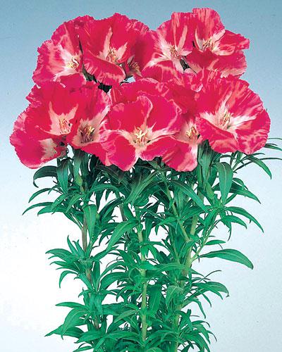 Godezia Grace rosso - GODETIA AMOENA