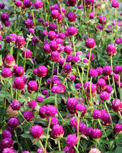 Gomphrena globosa rosa scuro - GOMPHRENA GLOBOSA