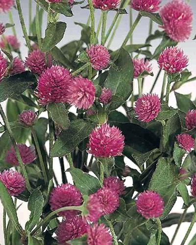 Gomphrena globosa rosa chiaro - GOMPHRENA GLOBOSA