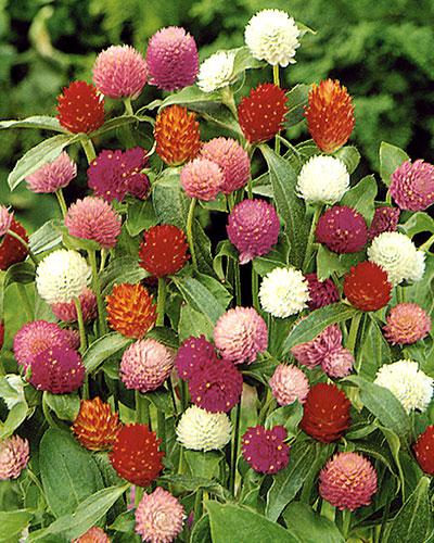 Gomphrena Haageana miscuglio - GOMPHRENA HAAGEANNA