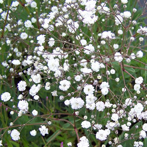 Gypsophile perenne bianco - GYPSOPHILA PANICULATA