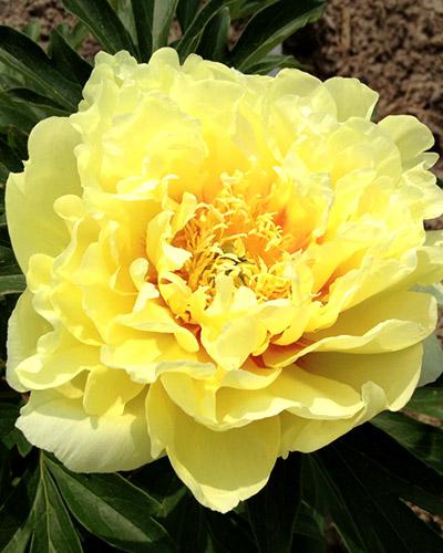 Peonia Bartzella - PAEONIA LACTIFLORA