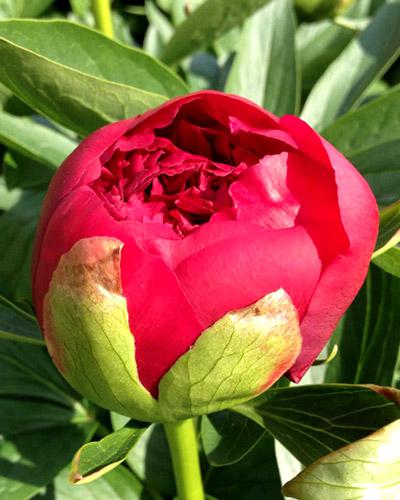 Peonia Diana Parks - PAEONIA LACTIFLORA