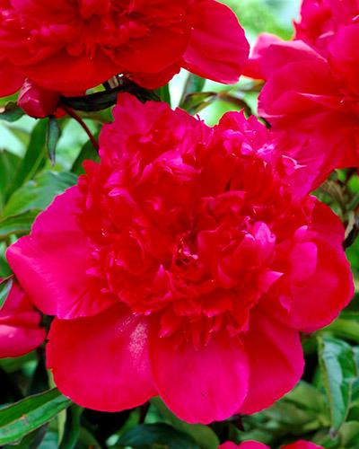 Peonia Inspecteur Lavergne - PAEONIA LACTIFLORA