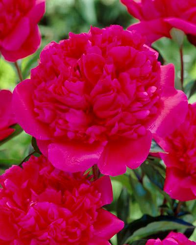 Peonia Kansas - PAEONIA LACTIFLORA