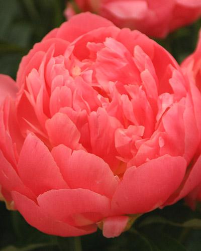 Peonia Pink Hawaian Coral - PAEONIA LACTIFLORA