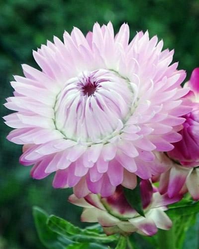 Semprevivo rosa chiaro - HELICHRYSUM BRACTEATUM