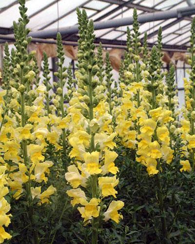 Bocche di Leone giallo Claudel - ANTIRRHINUM MAJUS