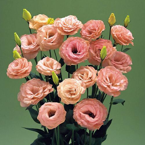 Lisianthus Arena albicocca - EUSTOMA GRANDIFLORUM