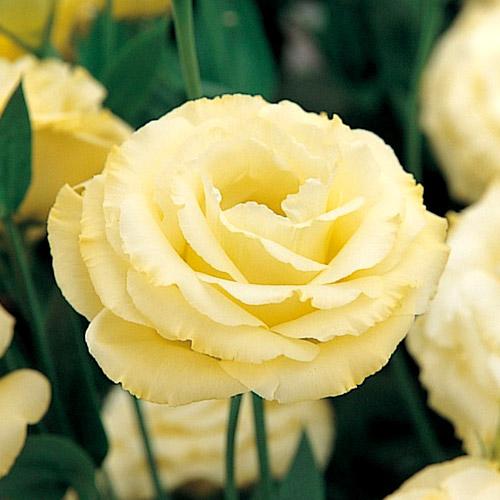 Lisianthus Arena oro - EUSTOMA GRANDIFLORUM