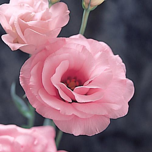 Lisianthus Arena pink - EUSTOMA GRANDIFLORUM