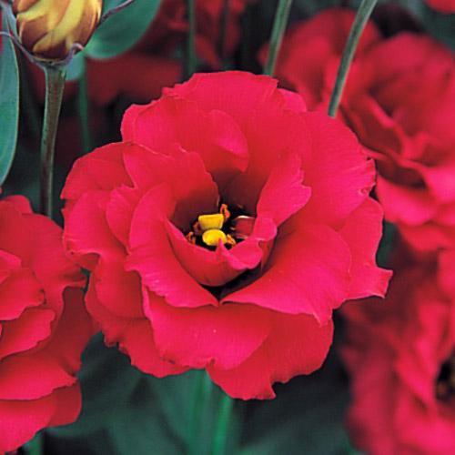 Lisianthus Arena rosso - EUSTOMA GRANDIFLORUM