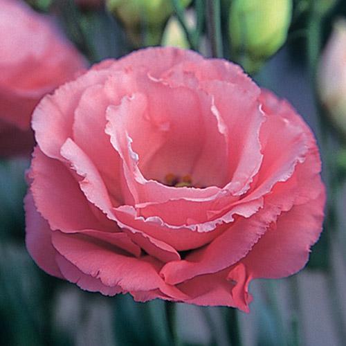 Lisianthus Arena rosa - EUSTOMA GRANDIFLORUM