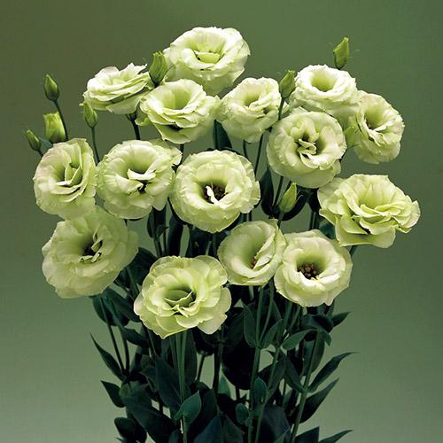 Lisianthus Arena verde - EUSTOMA GRANDIFLORUM