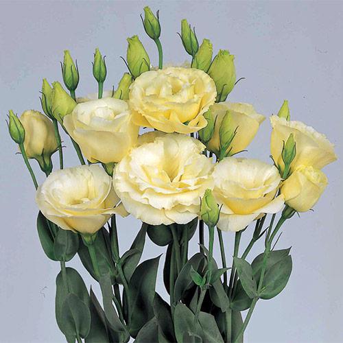 Lisianthus Borealis giallo - EUSTOMA GRANDIFLORUM
