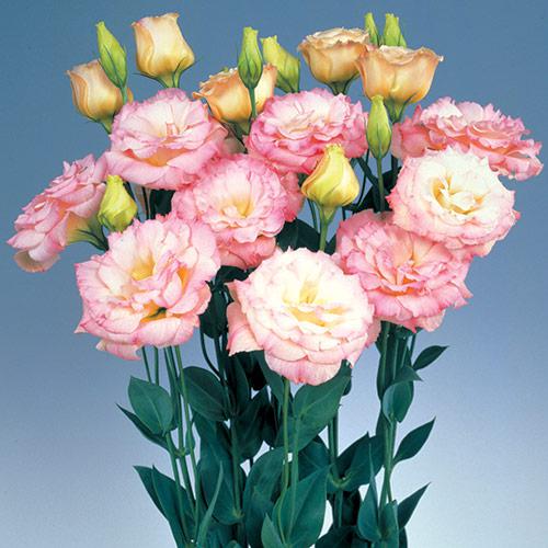 Lisianthus Echo champagne - EUSTOMA GRANDIFLORUM