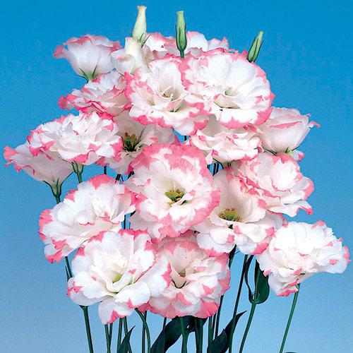 Lisianthus Echo rosa picoté - EUSTOMA GRANDIFLORUM